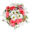 This meticulously arranged bouquet, designed by florists in Richmond upon Thames, embodies spring's joyful renewal and the area's love of natural beauty. Viewed from above, crisp white daisies with radiant lime-green centers nestle among generous, coral-pink carnations, whose rich, ruffled petals bring warmth and exuberance. Wisps of feathery baby's breath weave between the blooms, imparting airy softness that feels as uplifting as strolling beside the Thames in May. Slender alstroemeria buds, tipped with gentle streaks of purple and deep pink, peek discreetly through lush eucalyptus and glossy, dark foliage-each element thoughtfully selected for balance and tonal harmony. The bouquet is framed by rich greenery and set against a brilliant white background, honouring the vibrant colours and textures. This balanced arrangement expresses joy, appreciation, and gentle encouragement, well-suited to birthdays or as a fresh delivery for life's special moments in Richmond. Its welcoming palette and elegant form echo the gardens and parks that make this borough beloved, making the bouquet ideal for either home display or thoughtful gifting.